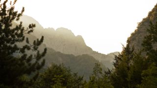 Green Trees on Mountain