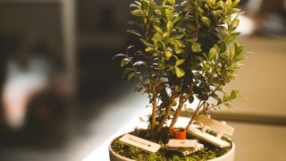 Green Potted Plant